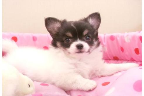 成約済の大阪府のチワワ-7059の1枚目
